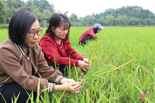 Chủ tịch UBND tỉnh ra công điện chỉ đạo phòng trừ bệnh đạo ôn cổ bông hại lúa