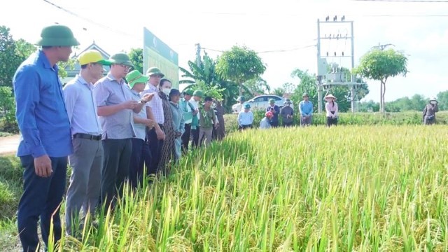 Triển vọng từ mô hình sản xuất lúa hữu cơ DT39